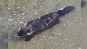 Nuisance beavers, muskrats: Senate loosens rules on killing them