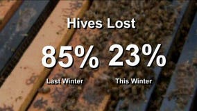 Despite harsh winter, WI honey producers having luck with hives