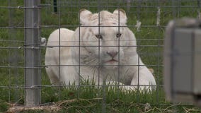 'Enjoy the wildlife:' West Bend's Shalom Wildlife Sanctuary offers unique educational experience