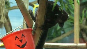 Boo at the Zoo in Racine mixes animals with Halloween fun