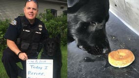 Glendale K-9 Officer 'Boomer' enjoys donut on last day before retirement