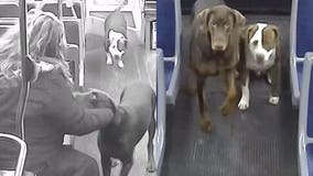 'You need to go home:' MCTS driver helps reunite lost dogs with family just in time for Christmas