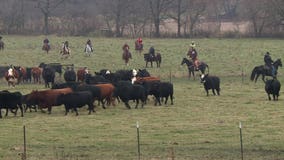 Weekend cattle drive in Dodge Co. scrubbed after cows wandered into soybean field