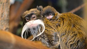 Racine Zoo announces birth of emperor tamarin