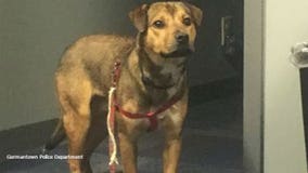 Germantown police: Dog found tied to tree in wooded area; seemingly abandoned