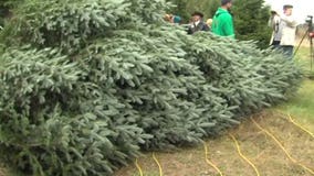 Christmas tree in the White House Blue Room will be from Wisconsin