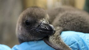 “This is an important victory:" Two endangered African penguin chicks hatch at Racine Zoo