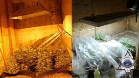 Investigators seize 220 marijuana plants from West Bend home, arrest suspect