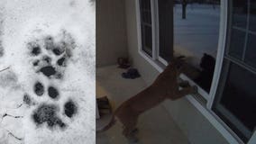 'I couldn't believe what I saw:' Cougar caught on camera peeking into Brookfield home