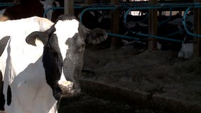 'It's a challenging time right now:' Dairy farmers discuss problems they face as milk prices decline