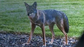 Police spot 3 coyotes in Brown Deer neighborhood, urge residents to keep eye on pets