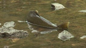 Scores of fish show up dead in Racine, near DNR release station