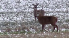 Gov. Scott Walker calls for changes in wasting disease plan