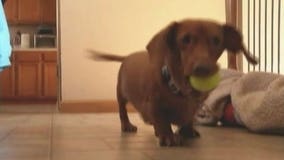 Obese Dachshund gets tummy tuck, drops 27 pounds