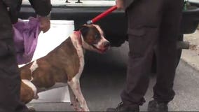 Dog named "Scarface" mauls woman after attempting to put sweater on him