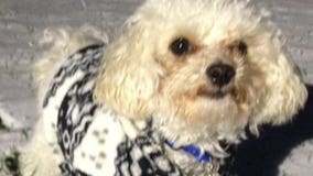 Can you help find Teddy? Woman carjacked in Greenfield, dog inside vehicle now missing