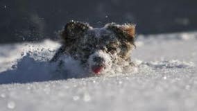 PETA offers tips to help keep your pets safe this winter