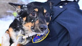 "PETA hopes this will inspire others:" Firefighters honored for rescuing Genevieve, stranded on Lake Michigan