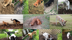 Vote: 12 finalists make the cut in Safe Digging contest; help pick a winner