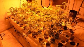 "Underneath our nose:" 34-year-old man arrested after marijuana grow operation found in Yorkville