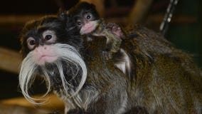 Racine Zoo announces emperor tamarin is pregnant