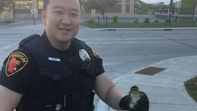 Duck tale with a happy ending: Sheboygan police rescue 5 ducklings from storm drain