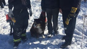 Wauwatosa Fire Department: Dog rescued after being stuck in drain pipe