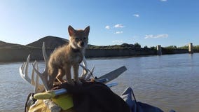 Man saves drowning coyote pup, takes it on 10-day rafting trip