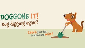 Is your dog digging again? Help We Energies spread an important safety message