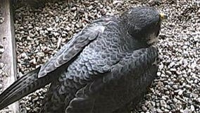 WEB CAM: Peregrine falcon nesting at We Energies power plant