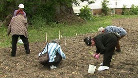 Community garden: Quest to find a rice that can grow in Wisconsin