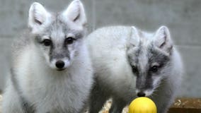 Just in time for winter: Racine Zoo welcomes new arctic foxes, Echo and Luna