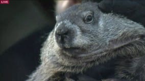 Spring is coming! Wisconsin groundhogs do not see their shadows, predict early spring