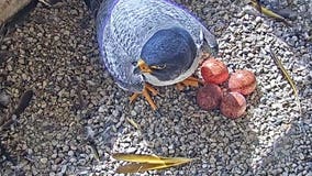 Vote now! We Energies naming falcon chicks after your favorite things about Wisconsin