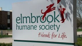 60+ cats rescued by Elmbrook Humane Society