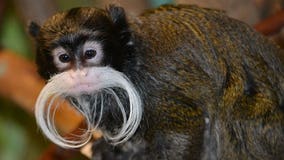 Happy birthday Cadeau! Racine Zoo officials celebrate emperor tamarin's first birthday