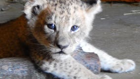 ADORABLE! Racine Zoo's lion cubs now have names