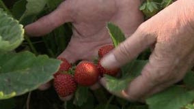 Strawberries, Root Crops, & Home Grown Tomatoes