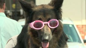 Vest a K-9 Fest provides funds, support for police dogs