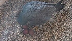 LIVE VIDEO: We Energies peregrine falcon webcam in Oak Creek