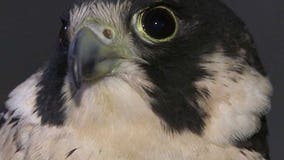 We Energies launches peregrine falcon webcam