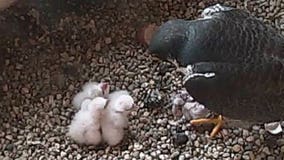 WATCH: Peregrine falcon chicks are fed at We Energies Oak Creek Power Plant