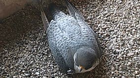 Get a look: We Energies peregrine falcon web cam is LIVE