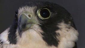 Soaring once again: We Energies helps save peregrine falcon