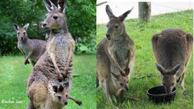 Racine Zoo adds 2 new kangaroos, Josie and Julia, and Julia has a 9-month-old joey