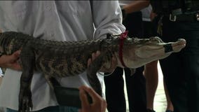 'Chance the Snapper:' Alligator living in Humboldt Park Lagoon in Chicago captured