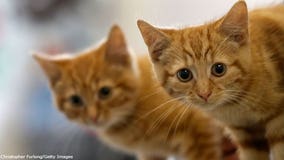 To declaw cats or not? New Jersey could be first with ban