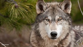 Judge orders Wisconsin DNR to start wolf hunt this month