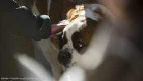 Dogs left tied to trees as owners flee Hurricane Irma