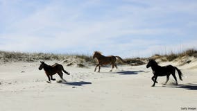 North Carolina's wild horses expected to survive hurricane